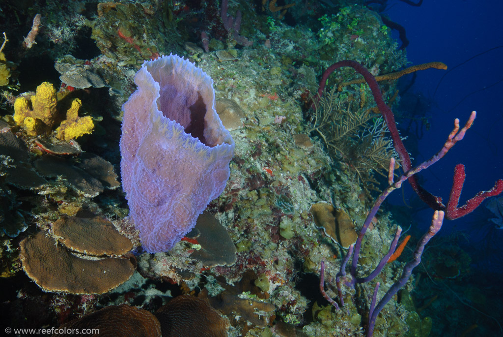 Coral Negro I, Ciego de Avila, Cuba;  1/80 sec at f / 5,6, 20 mm
