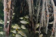 Mangrove Forest, Ciego de Avila, Cuba;  1/60 sec at f / 5,6, 20 mm