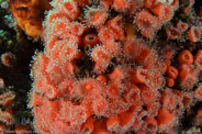 Goldfish Bowl, California, USA;  1/125 sec at f / 11, 17 mm