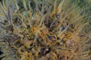 Goldfish Bowl, California, USA;  1/200 sec at f / 13, 17 mm