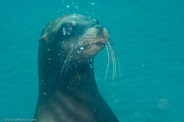 Sea Lion Spot, California, USA;  1/250 sec at f / 8,0, 60 mm