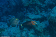 Rabbis Reef, Hawaii, USA;  1/200 sec at f / 14, 105 mm