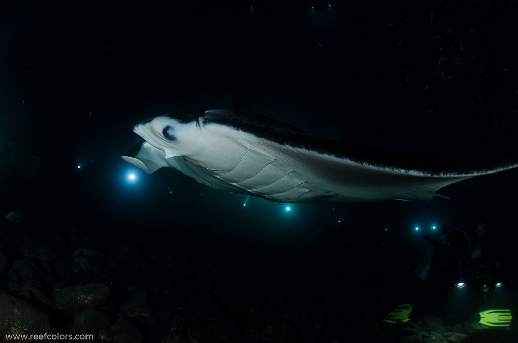Manta Night Dive, Hawaii, USA;  1/160 sec at f / 7,1, 17 mm