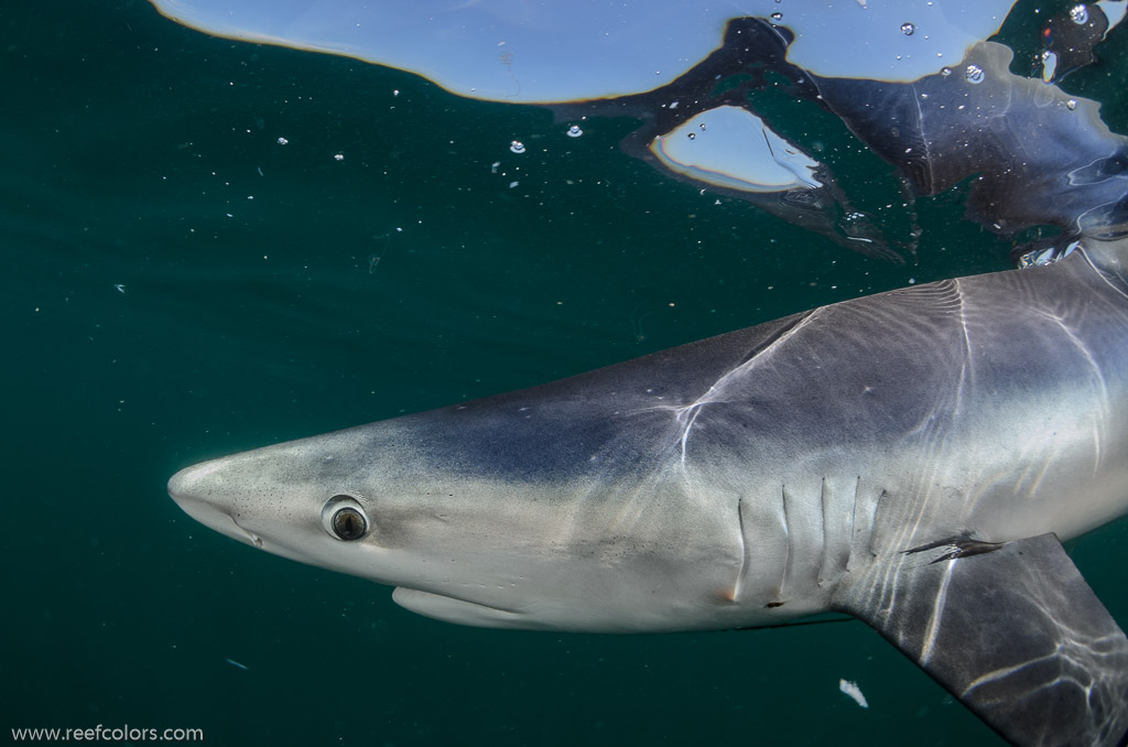 Shark Diving, Rhode Island, USA;  1/250 sec at f / 9,0, 10 mm