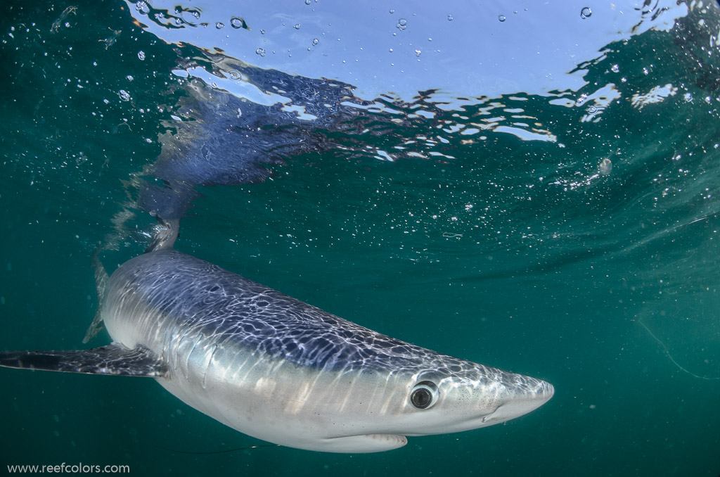 Shark Diving, Rhode Island, USA;  1/320 sec at f / 9,0, 10 mm