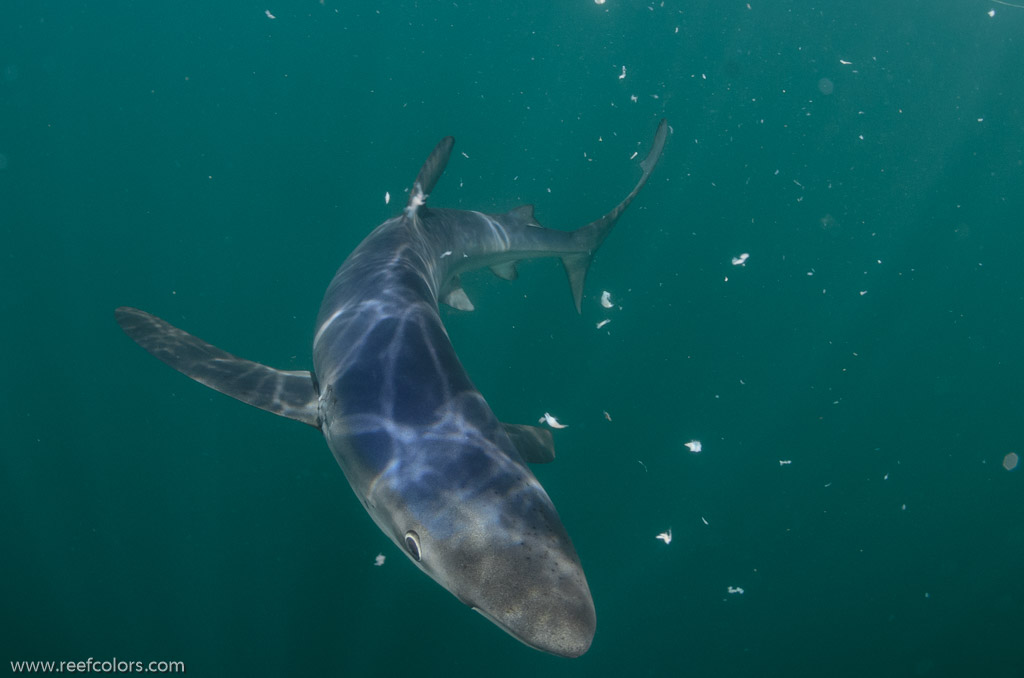 Shark Diving, Rhode Island, USA;  1/250 sec at f / 9,0, 11.5 mm