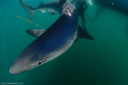 Shark Diving, Rhode Island, USA;  1/250 sec at f / 9,0, 12 mm