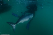 Shark Diving, Rhode Island, USA;  1/200 sec at f / 9,0, 17 mm