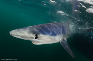 Shark Diving, Rhode Island, USA;  1/250 Sek. bei f / 9,0, 10 mm