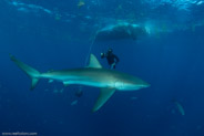 Florida Shark Diving, Florida, USA;  1/250 sec at f / 7,1, 10 mm