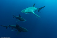 Florida Shark Diving, Florida, USA;  1/250 sec at f / 9,0, 10 mm