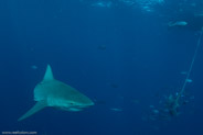 Florida Shark Diving, Florida, USA;  1/250 sec at f / 9,0, 17 mm