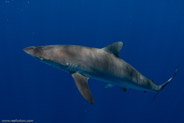 Florida Shark Diving, Florida, USA;  1/250 sec at f / 8,0, 17 mm