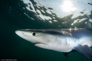 Shark Diving, Rhode Island, USA;  1/250 sec at f / 11, 11 mm