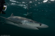 Shark Diving, Rhode Island, USA;  1/250 sec at f / 11, 13 mm