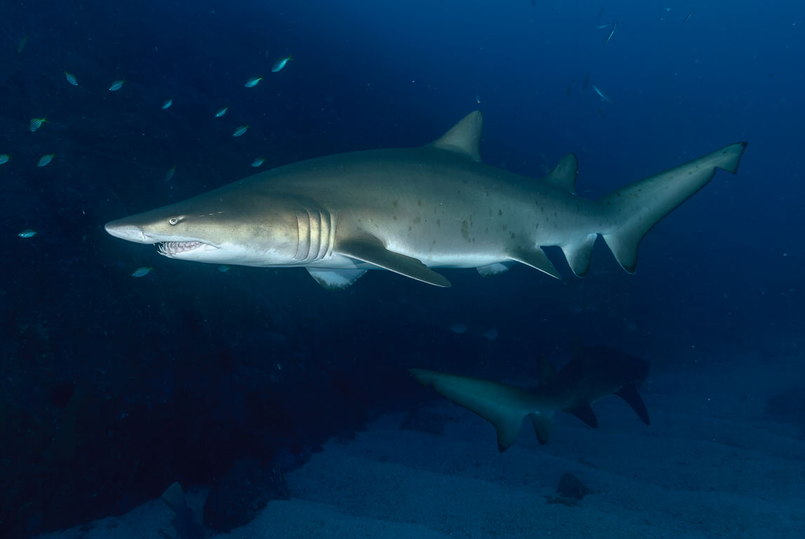 Carcharias taurus TG_280_17.jpg