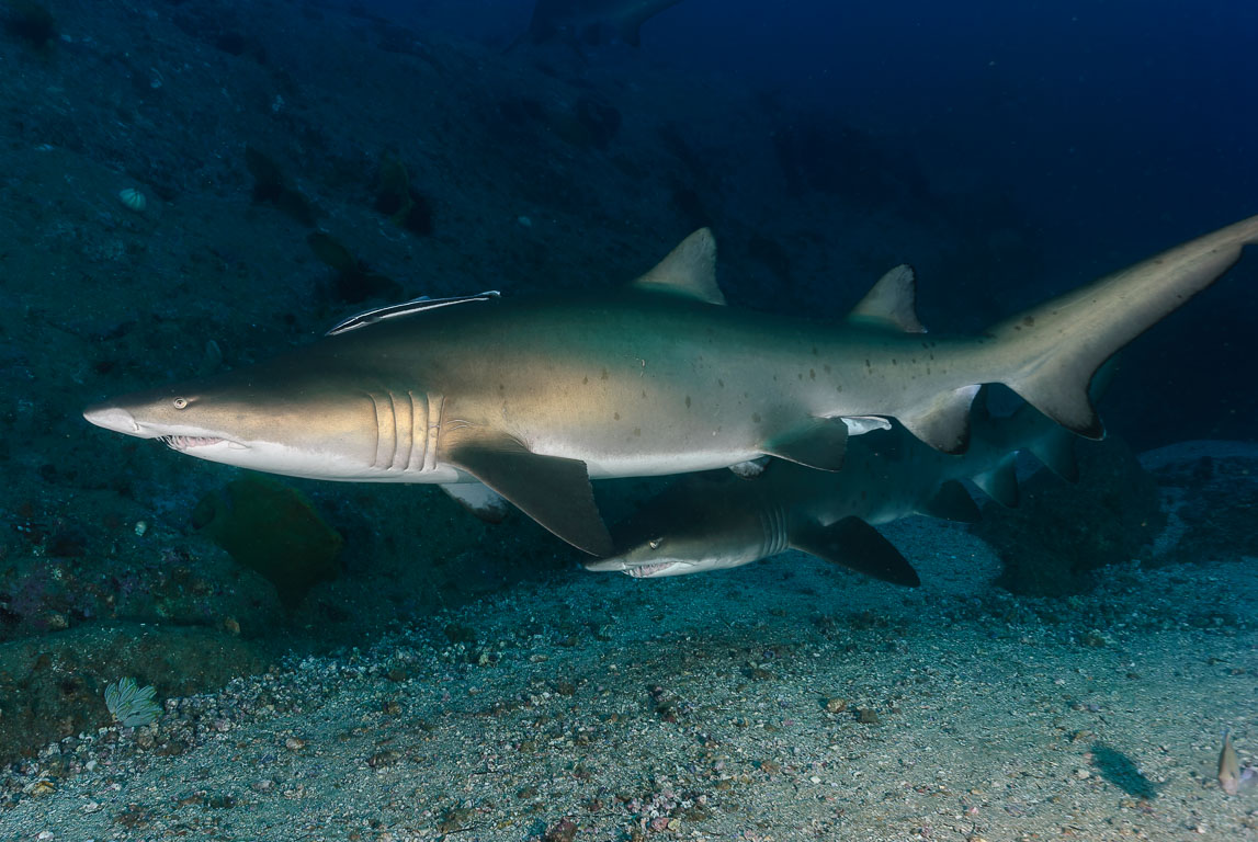 Carcharias taurus TG_280_47.jpg