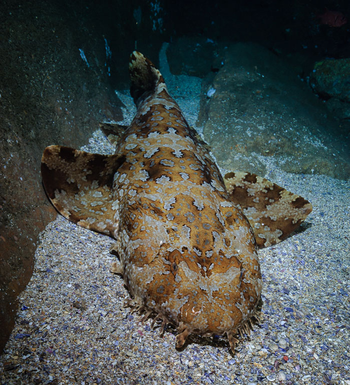 Orectolobus halei TG_281_19.jpg