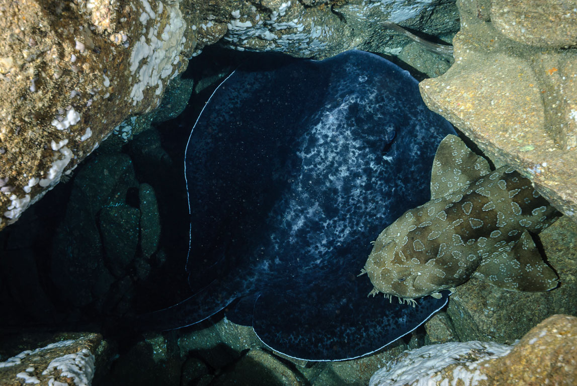 Taeniura meyeni TG_281_26-Edit.jpg