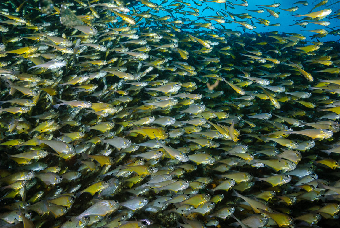 Pempheris affinis TG_281_32.jpg