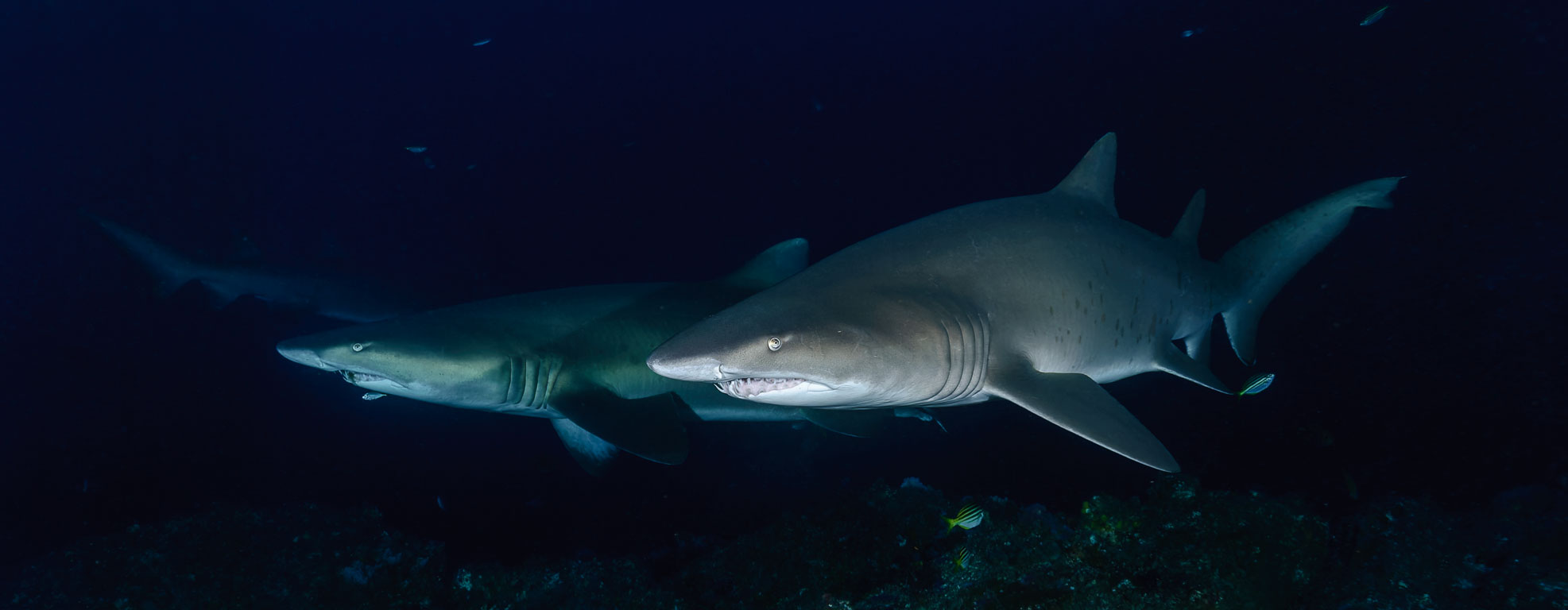 Carcharias taurus TG_282_15.jpg