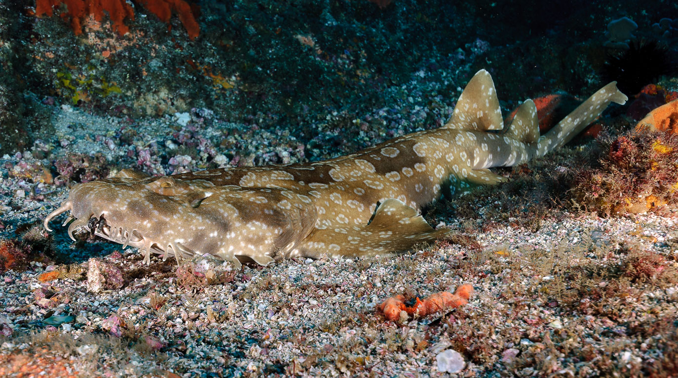 Orectolobus maculatus TG_282_90-DxO_DeepPRIME-XD3.jpg