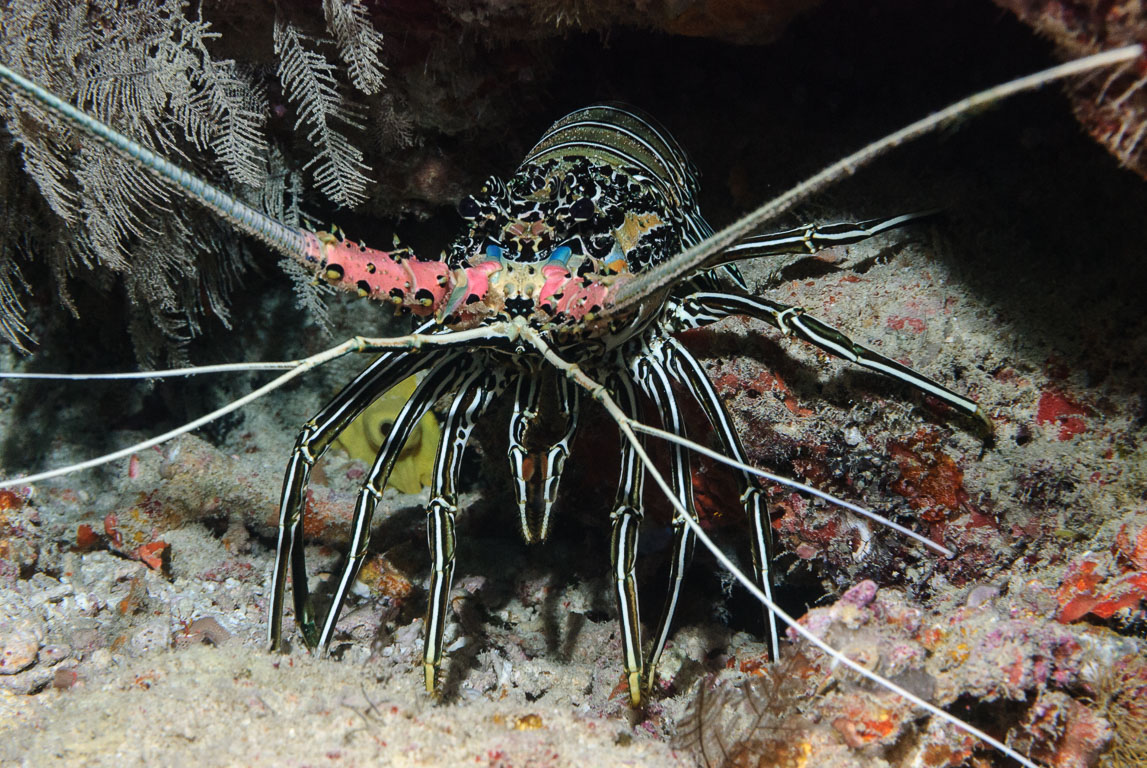 Panulirus versicolor TG_156_12.jpg