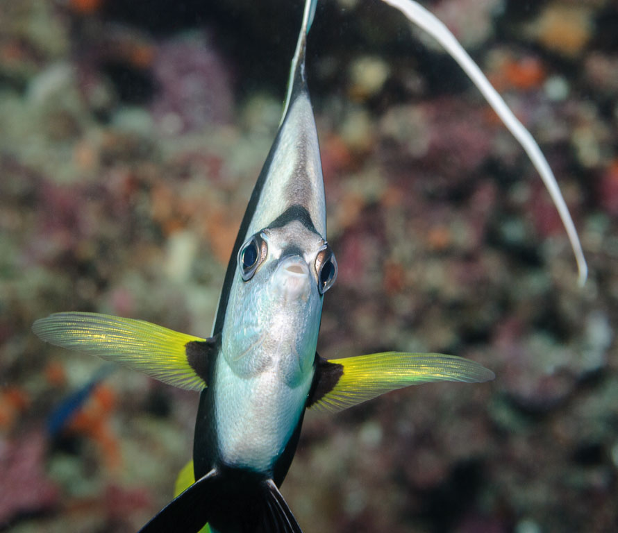 Heniochus acuminatus TG_157_17.jpg