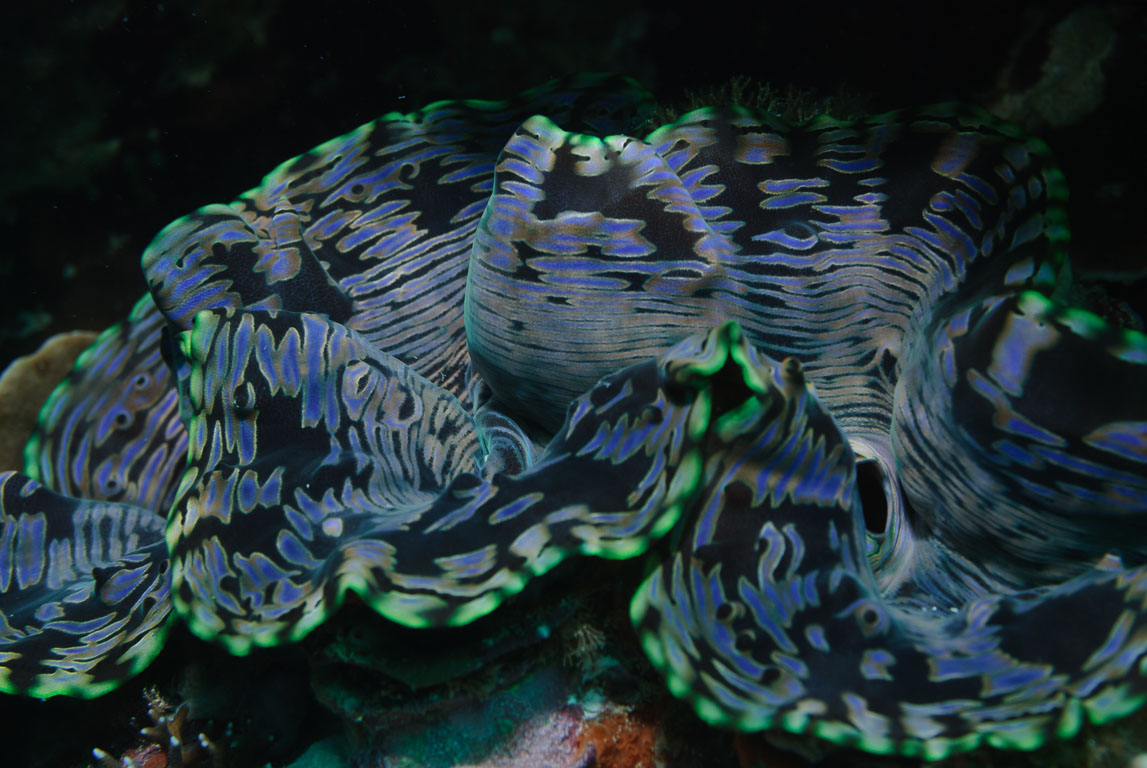 Tridacna maxima TG_158_12.jpg