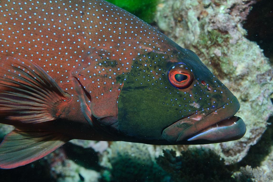 Plectropomus leopardus TG_158_9.jpg
