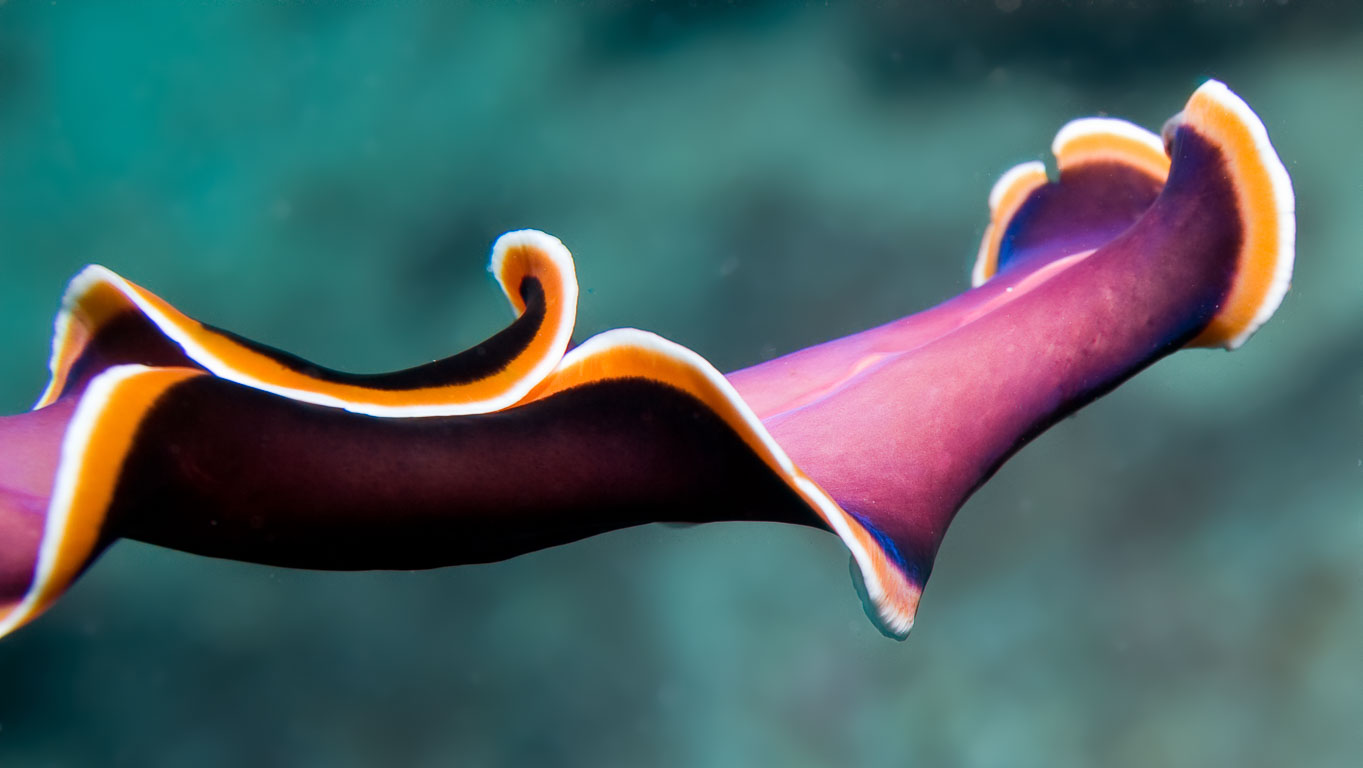 Pseudobiceros hancockanus TG_159_20.jpg