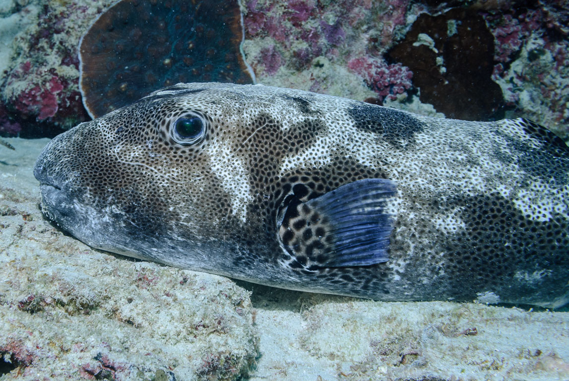 Arothron stellatus TG_159_9.jpg