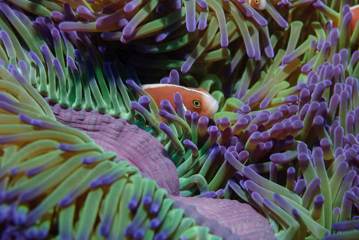 Amphiprion perideraion TG_163_51.jpg