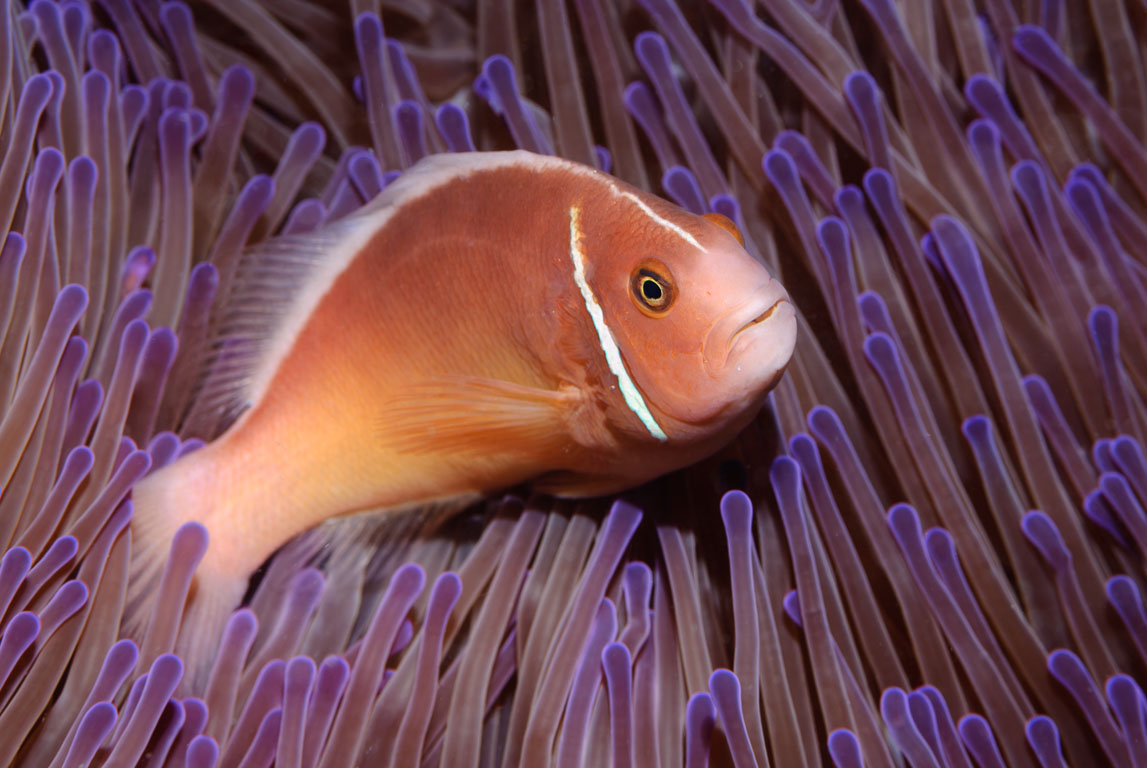Amphiprion perideraion TG_164_20.jpg
