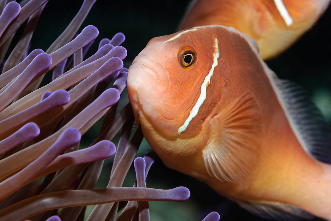 Amphiprion perideraion TG_164_23.jpg