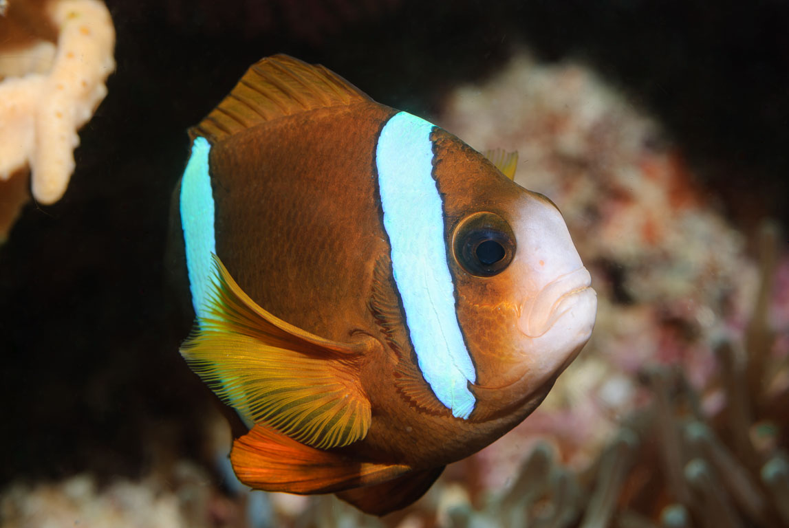 Amphiprion akindynos TG_164_38.jpg