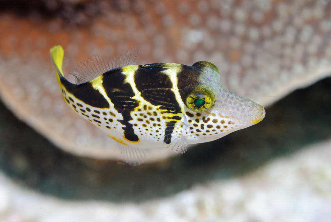 Paraluteres prionurus TG_165_54.jpg