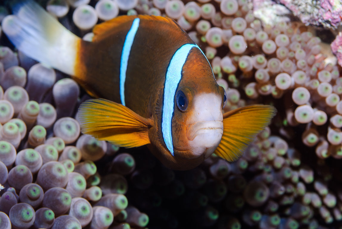 Amphiprion akindynos TG_165_66.jpg