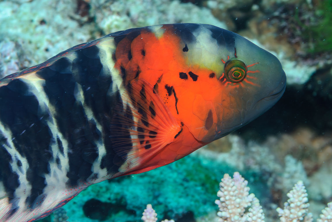 Cheilinus fasciatus TG_165_72.jpg