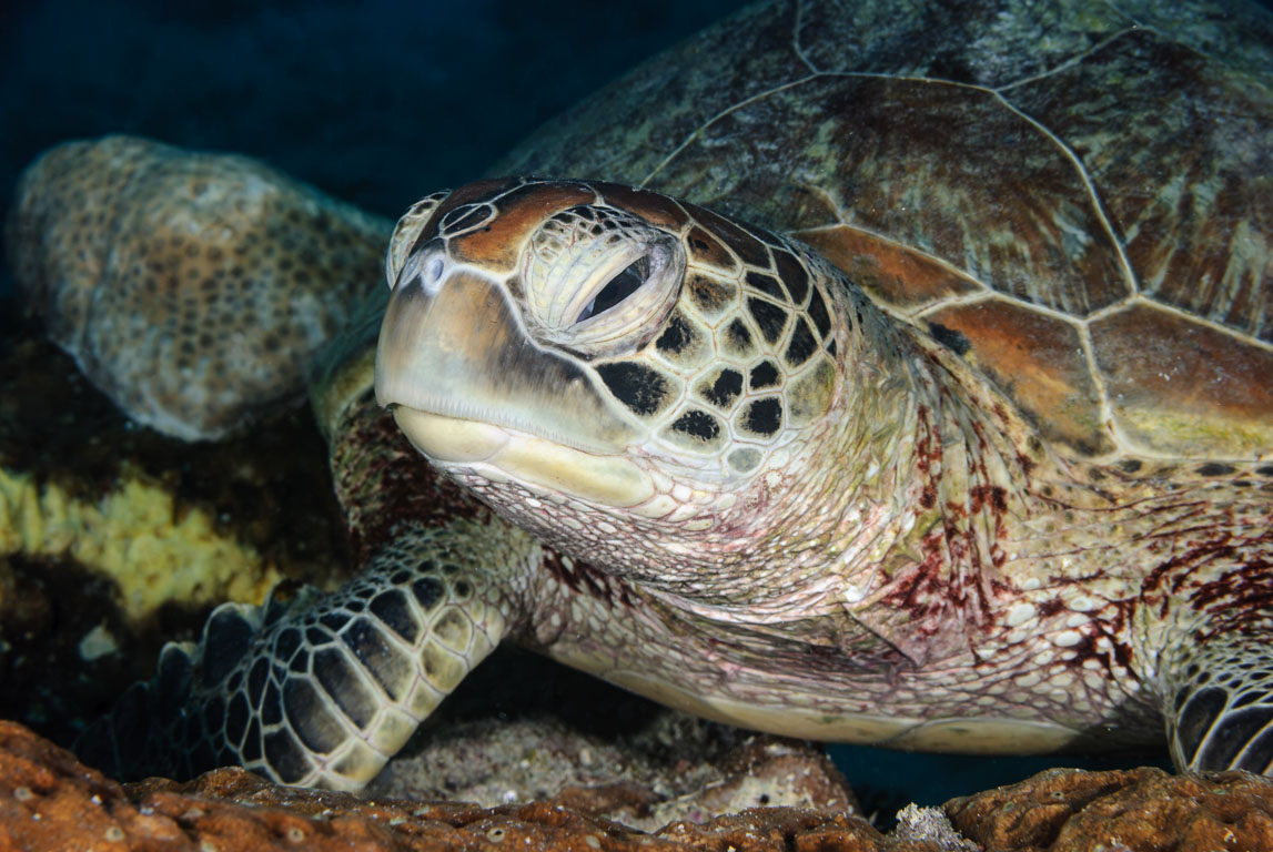 Chelonia mydas TG_272_27.jpg