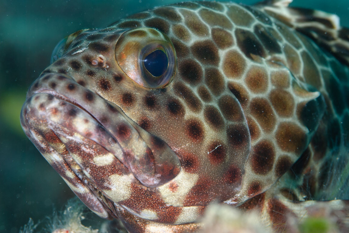 Epinephelus hexagonatus TG_274_20.jpg