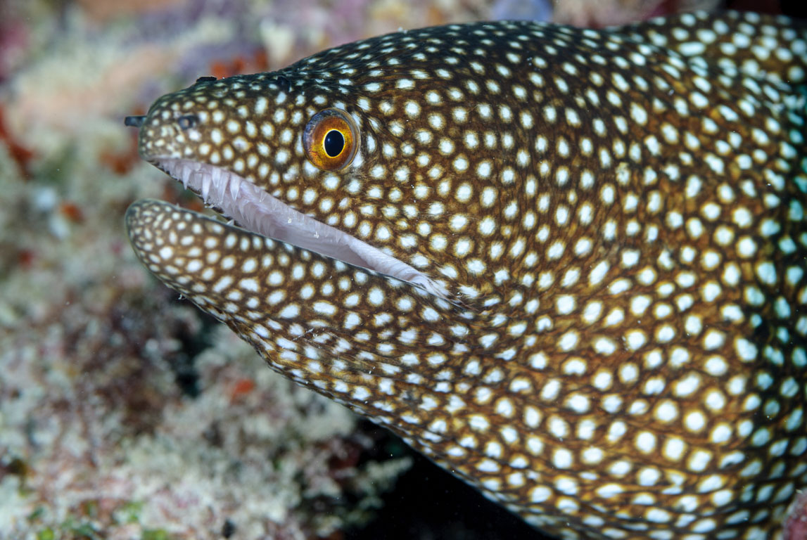 Gymnothorax meleagris TG_274_25.jpg