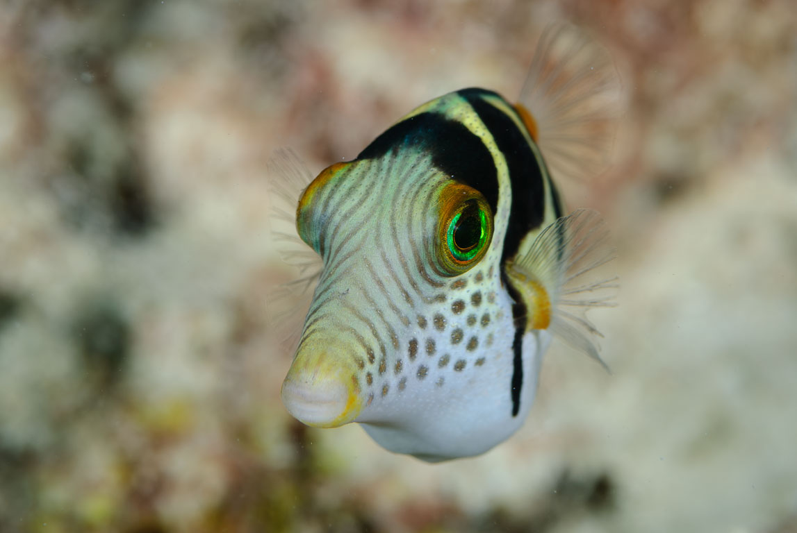Canthigaster valentini TG_274_36.jpg
