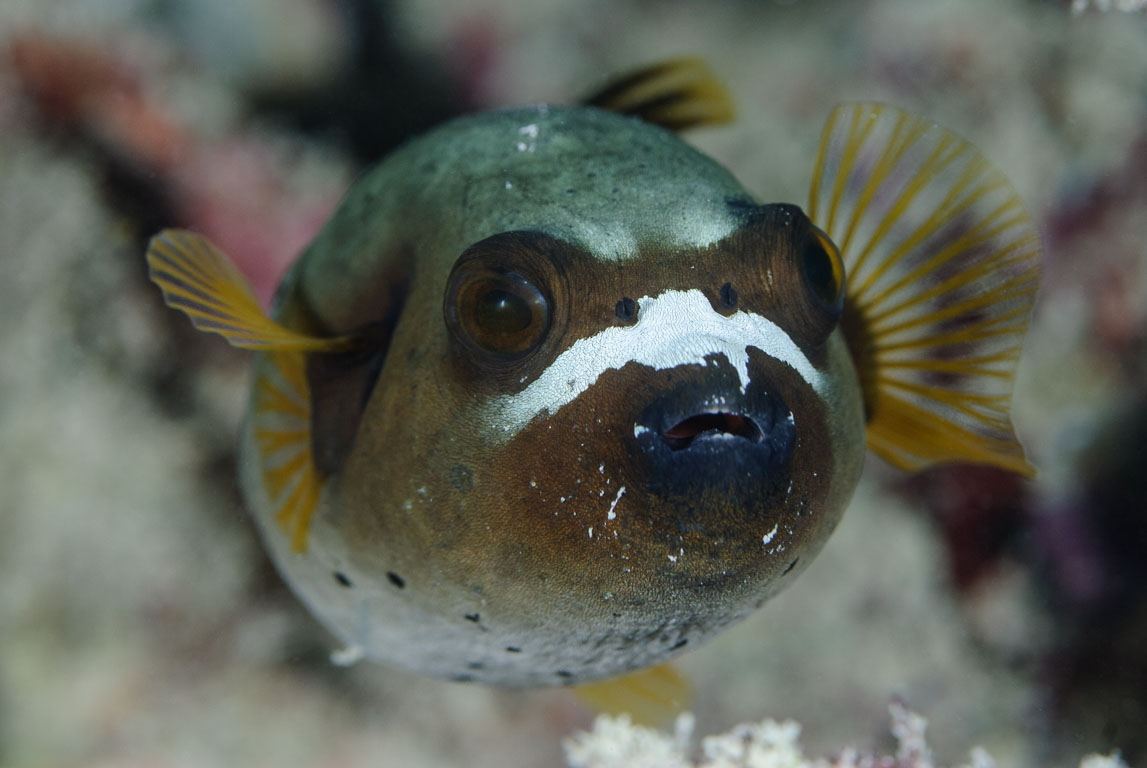 Arothron nigropunctatus TG_274_47-Edit.jpg