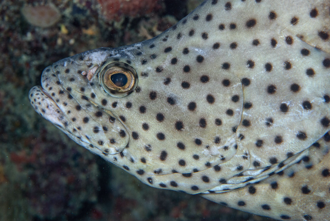 Cromileptes altivelis TG_274_52.jpg