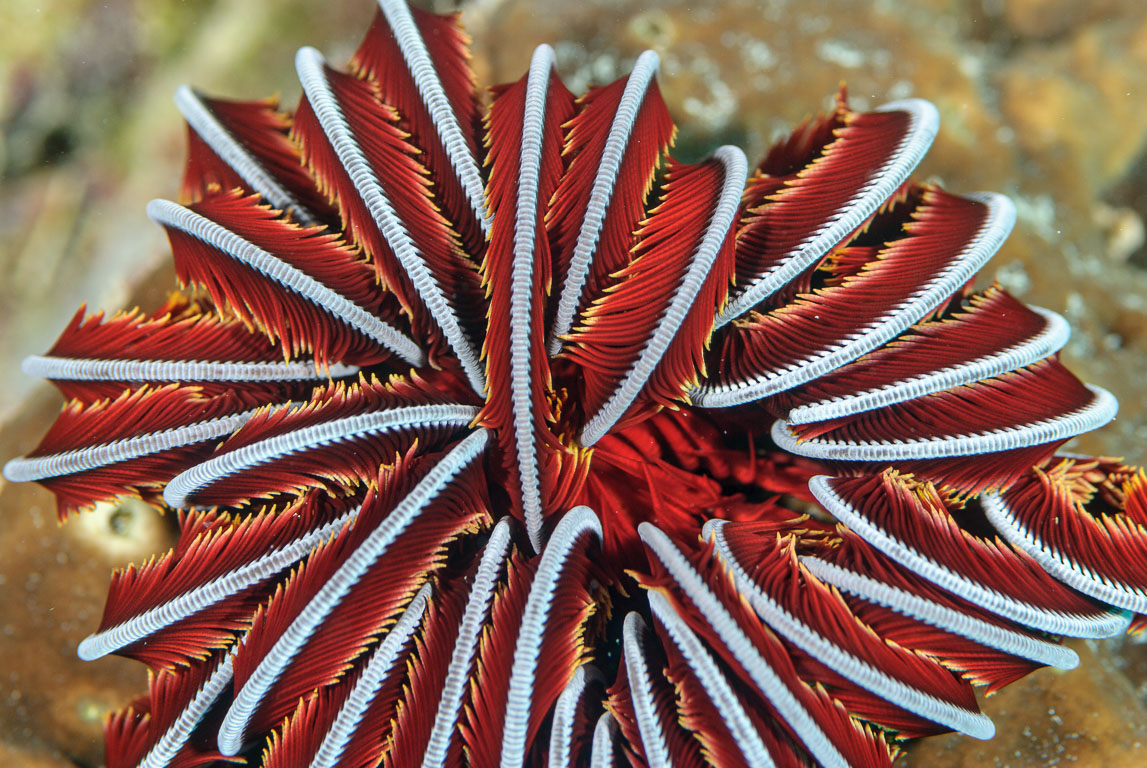 Crinoidea TG_275_20.jpg