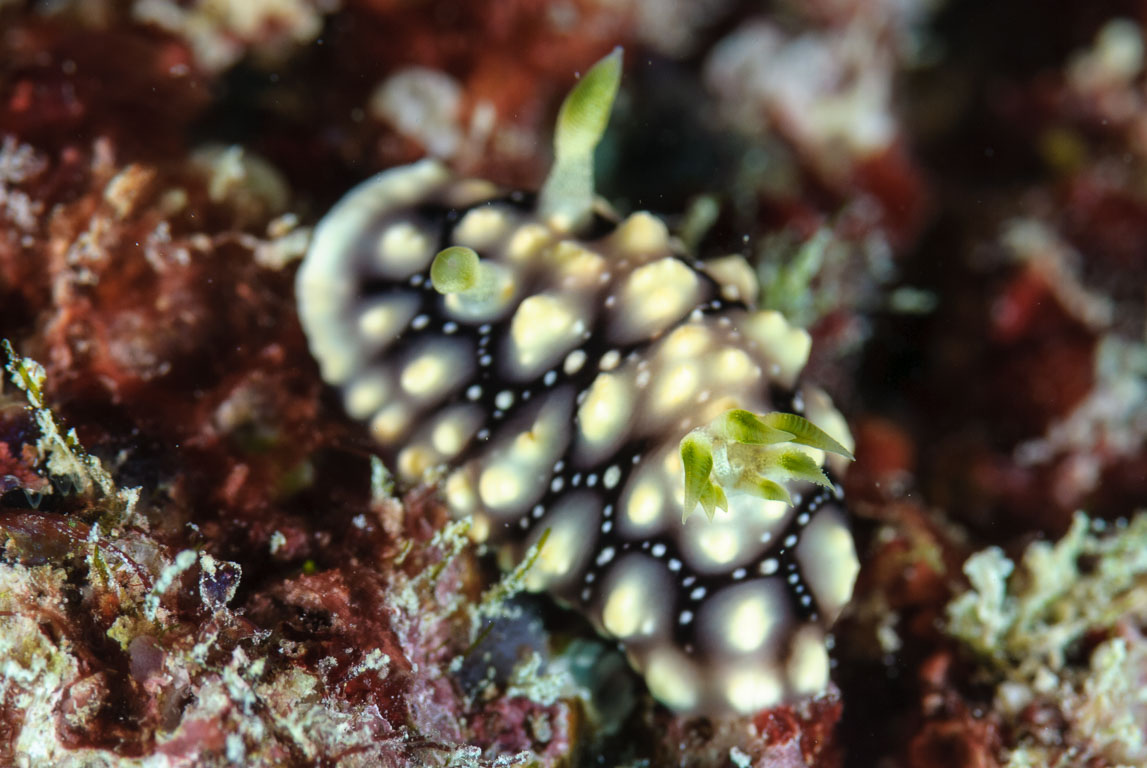 Chromodoris geometrica TG_275_46.jpg