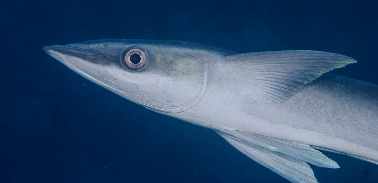 Echeneis naucrates TG_276_14.jpg