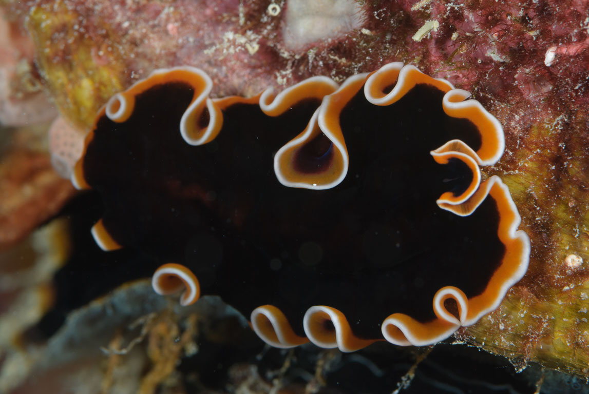 Pseudoceros hancockanus TG_276_36.jpg