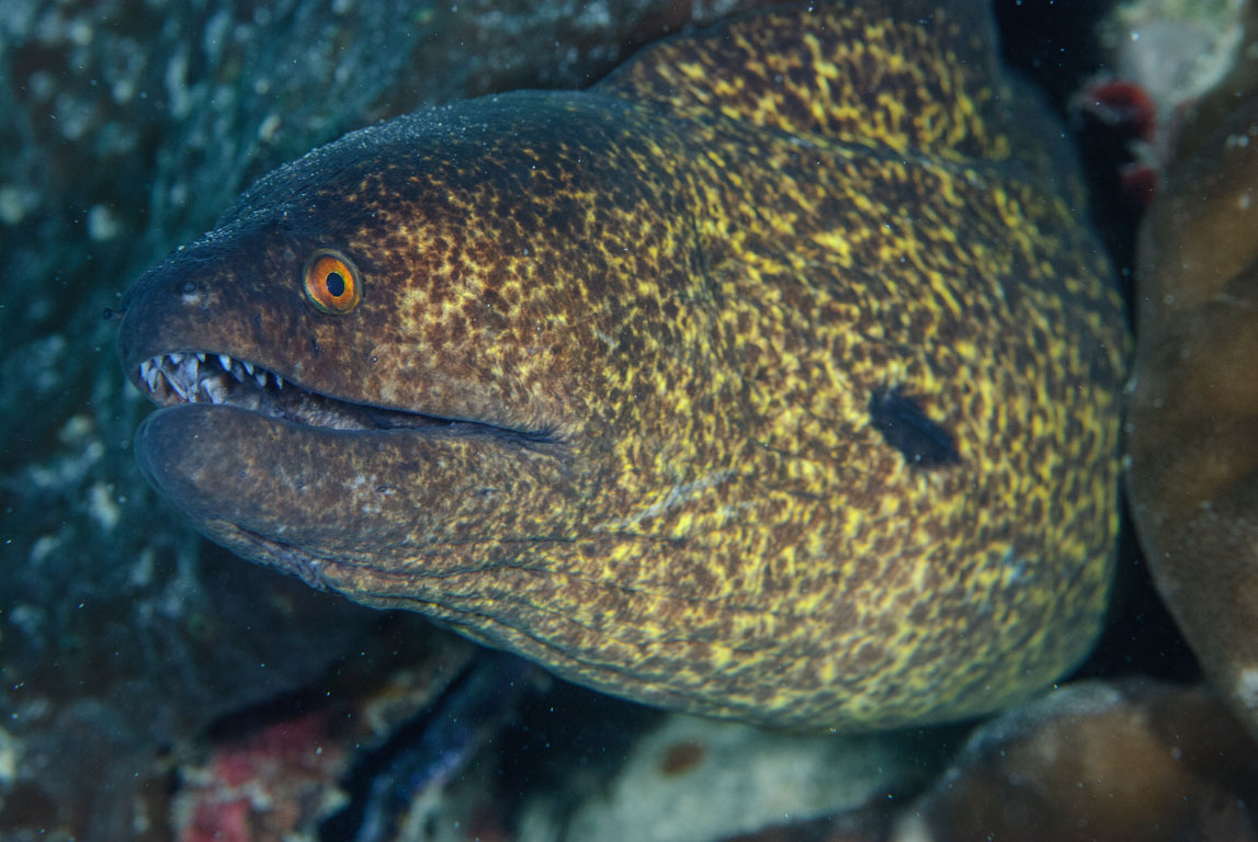 Gymnothorax flavimarginatus TG_276_48.jpg